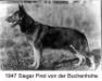 2X VA1 Pirol von der Buchenhöhe