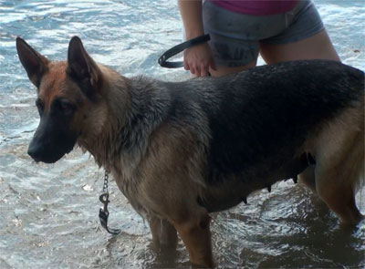 Kenya du lac - Berger Allemand German Shepherd