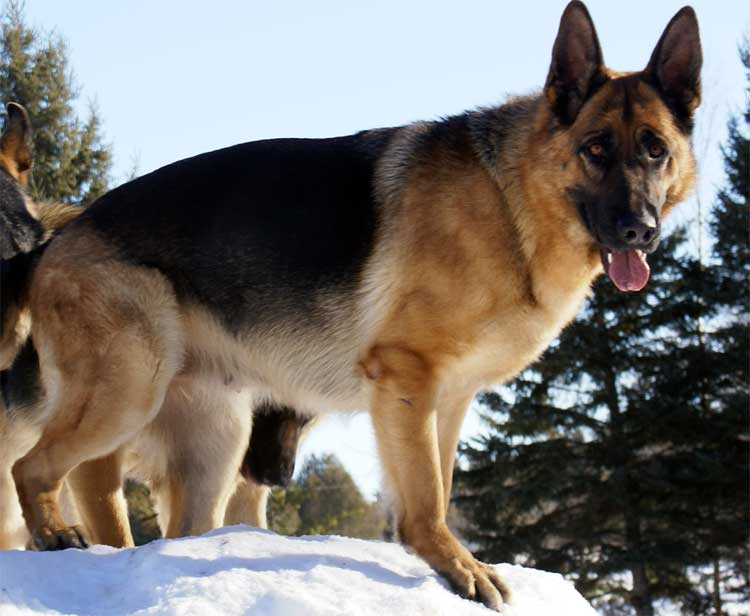 Kenya Hivers 2011 - Chiots Berger allemand a venir de Kenya 