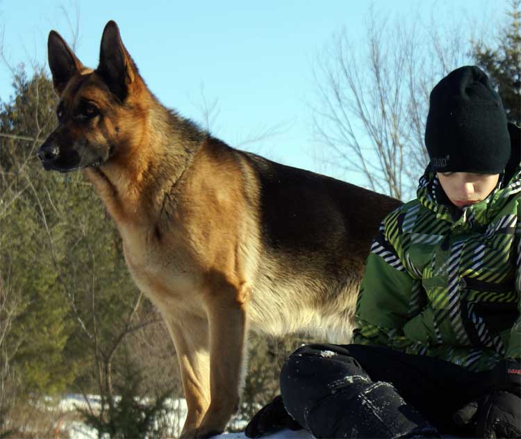 Kenya Hivers 2011 - Chiots Berger allemand a venir de Kenya