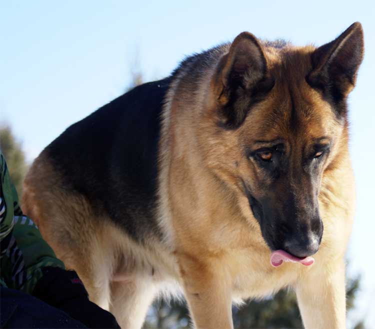 Kenya Hivers 2011 - Chiots Berger allemand a venir de Kenya