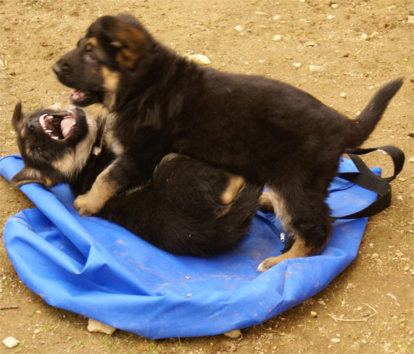 Chiots Berger Allemand 18 Avril 2010 