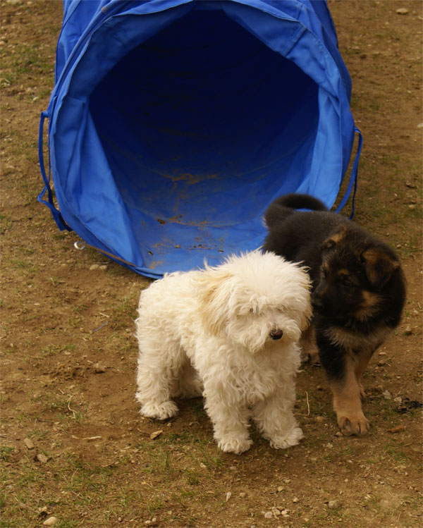 Chiots Berger Allemand 18 Avril 2010 avec Brutus (le ptit blanc insécure)