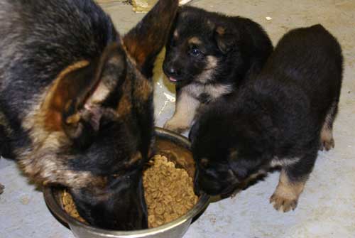 Chiots Lady 4 avril 2010 - 30 jours de vie elevage de berger allemand