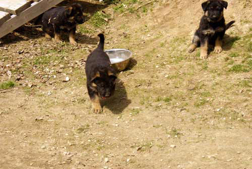 Chiots berger allemand 15 Avril 