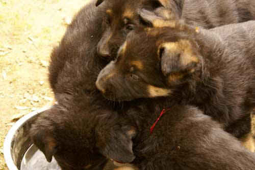 Chiots berger allemand 15 Avril 