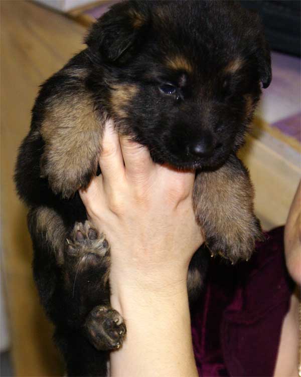 Chiots Berger Allemand 24 jours vie Pure Race a vendre