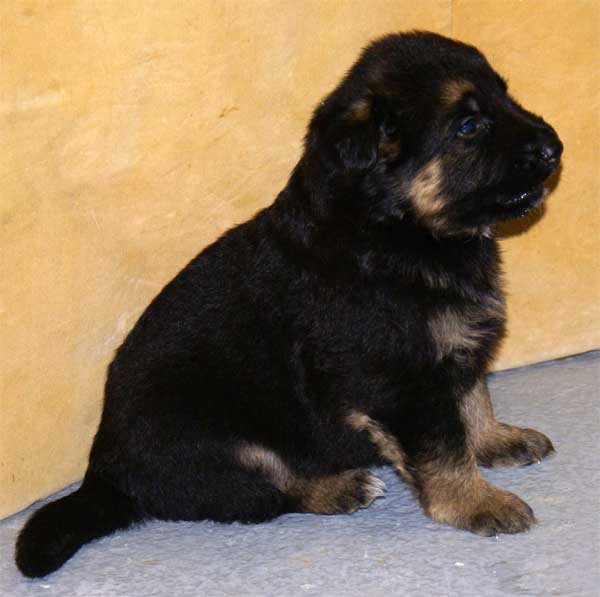 Chiots Berger Allemand 24 jours vie Pure Race a vendre