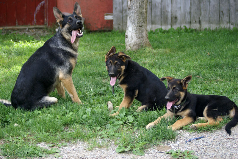 Chiots et la maman, Lady Big le terrible et Roxy