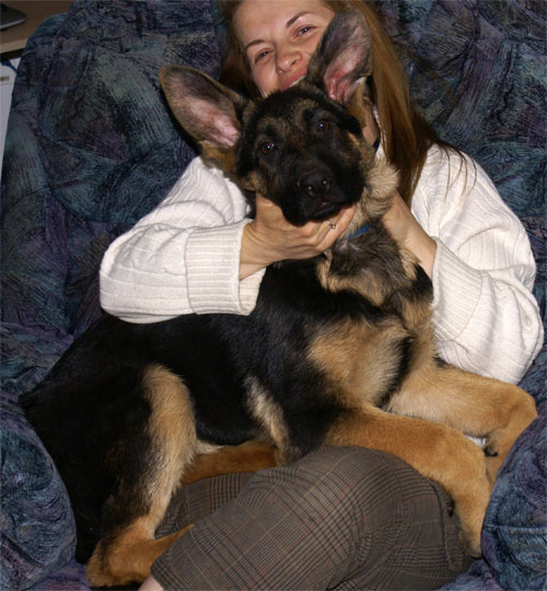 Chiots Male berger allemand 4 mois de notre élevage , Big le Terrible Vom Cuenin