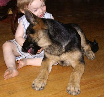 Le Bebe et Big le Terrible Chiot Berger Allemand 3 mois