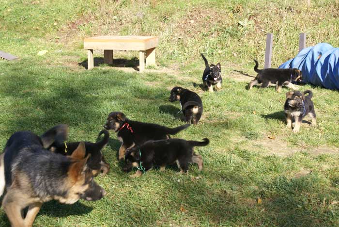 Chiots Berger allemand 2010 portée Septembre 2010