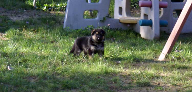 Chiots berger allemand - Sortie du 3 octobre 2010