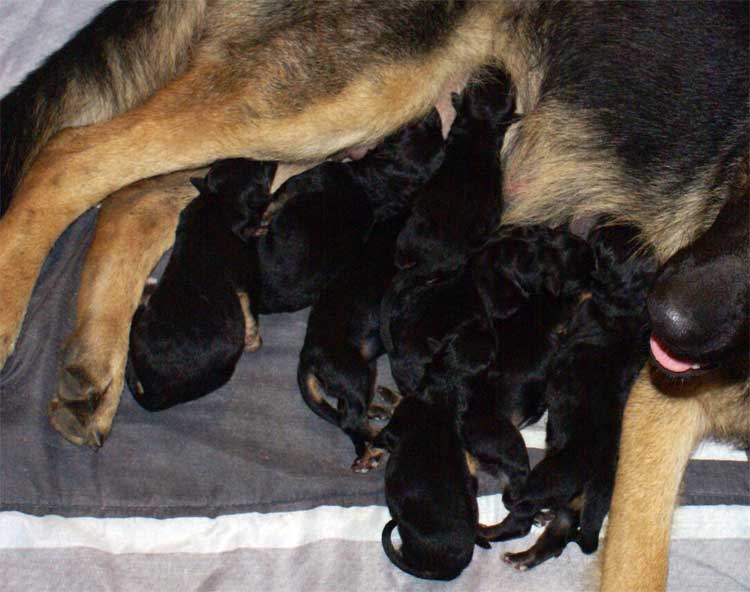 Chiot berger allemand a vendre né le 4 sept 2010