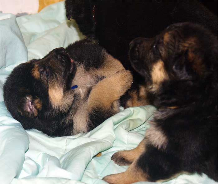 Les chiots Berger Allemand 29 sept 2010