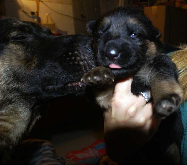 Les chiots ouvrent les yeux !