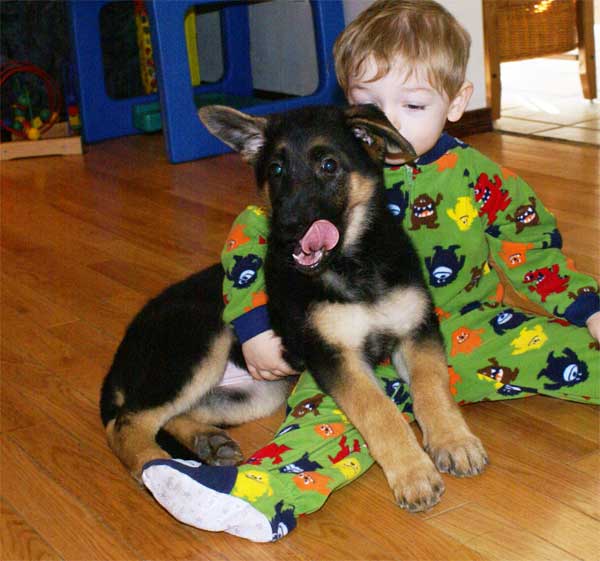 Staffel chiot berger allemand du Québec, portée novembre 2010 !