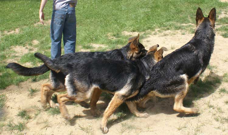 Lady et Roxy et Big Le Terrible - 2 chiots portée mars 2010