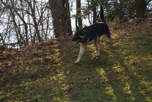 Lady - Berger Allemand Pure Race de grande lignee