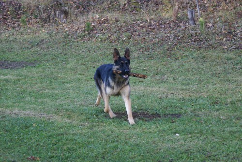 Lady - Berger Allemand Pure Race de grande lignee