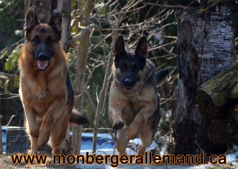 Vidal et Lady - 20 Mars 2012 - Berger allemand de grande lignées