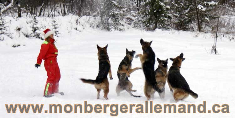 Nos Berger Allemand - 27 Novembre 2010 Première neige !