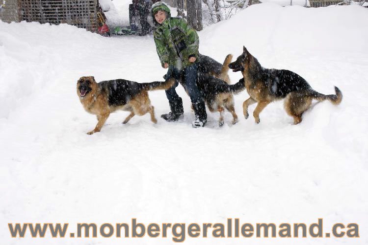 Nos Berger allemand - Mars 2011 Grosse tempete de neige