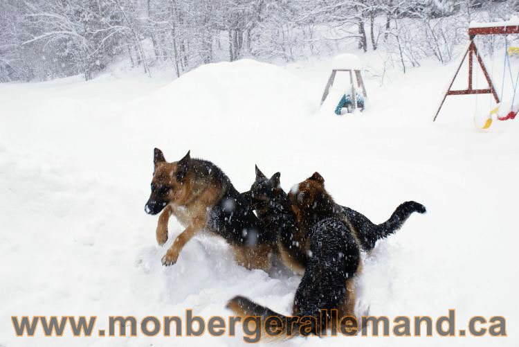 Nos Berger allemand - Mars 2011 Grosse tempete de neige