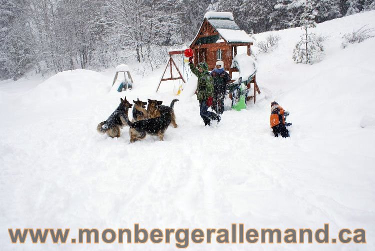 Nos Berger allemand - Mars 2011 Grosse tempete de neige