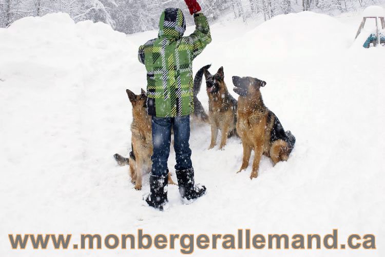 Nos Berger allemand - Mars 2011 Grosse tempete de neige