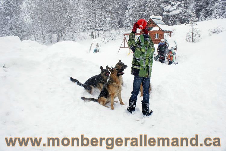 Nos Berger allemand - Mars 2011 Grosse tempete de neige