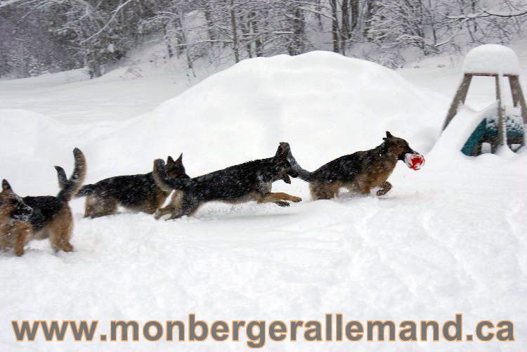 Nos Berger allemand - Mars 2011 Grosse tempete de neige