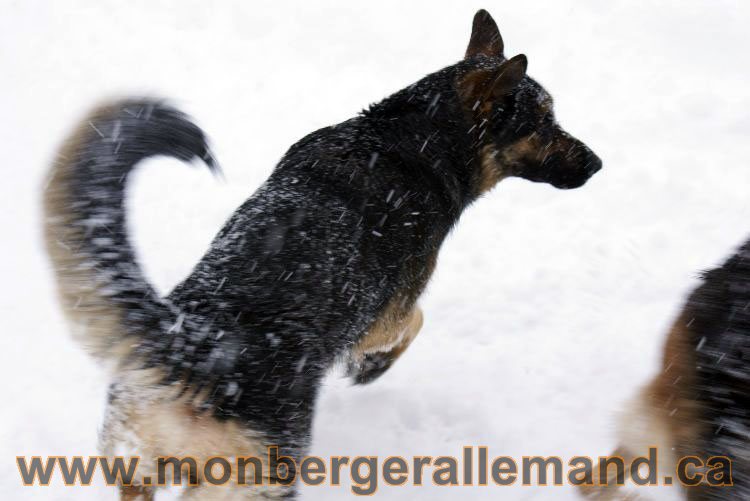 Nos Berger allemand - Mars 2011 Grosse tempete de neige