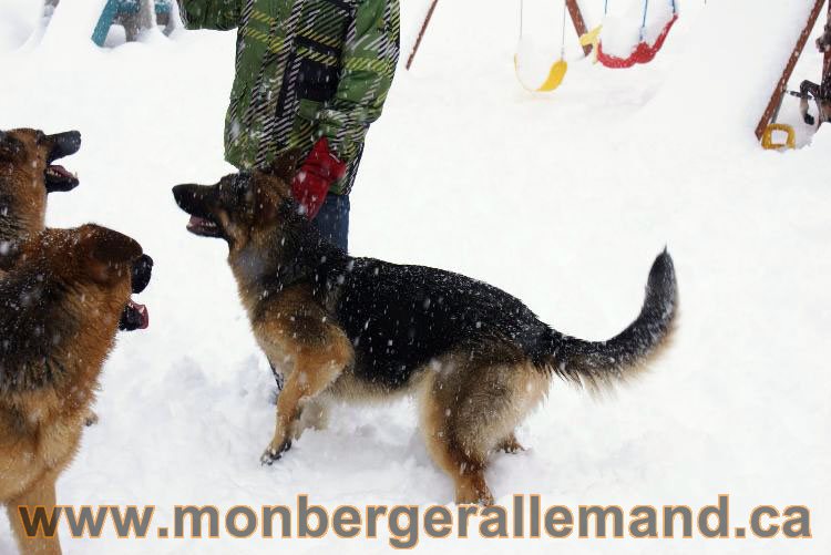 Nos Berger allemand - Mars 2011 Grosse tempete de neige