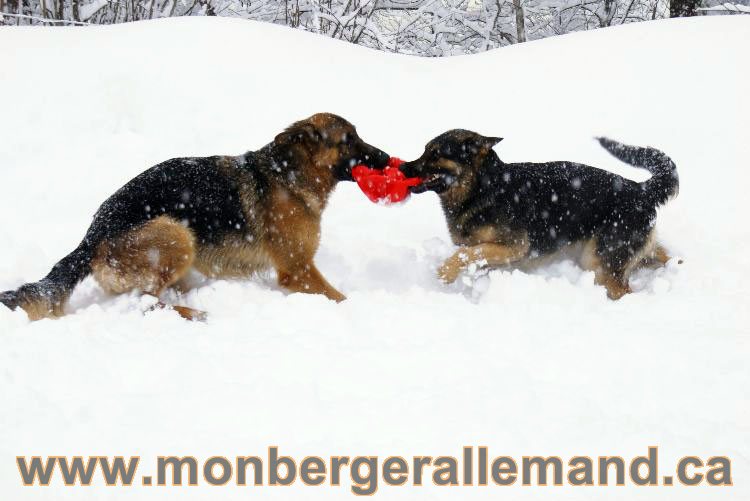 Nos Berger allemand - Mars 2011 Grosse tempete de neige