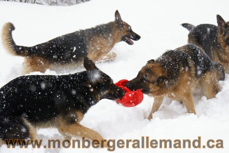 Nos Berger allemand - Mars 2011 Grosse tempete de neige