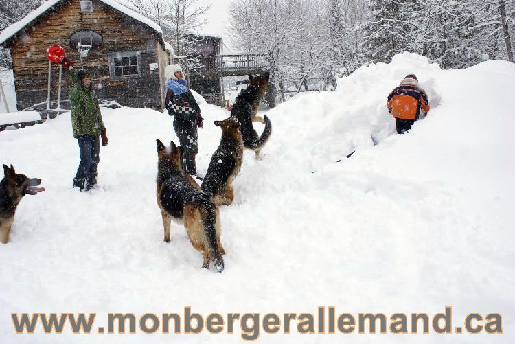 Nos Berger allemand - Mars 2011 Grosse tempete de neige