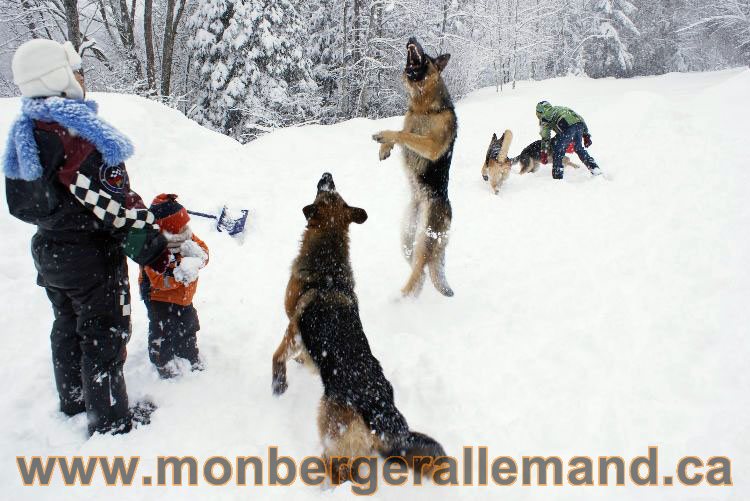 Nos Berger allemand - Mars 2011 Grosse tempete de neige