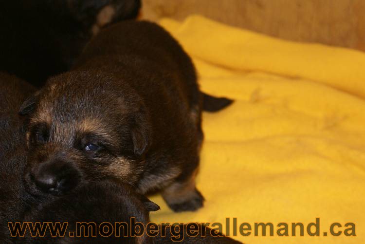 Photos de nos chiots berger allemands 21 juin 2011