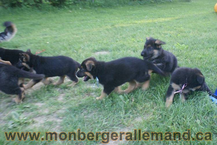 Photos de nos chiots berger allemands 21 juin 2011