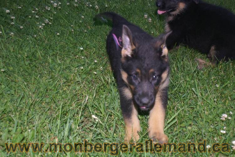 Photos de nos chiots berger allemands 21 juin 2011