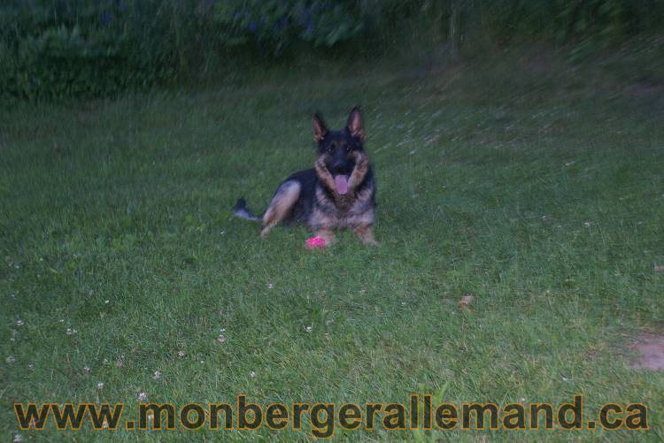 Photos de nos chiots berger allemands 21 juin 2011