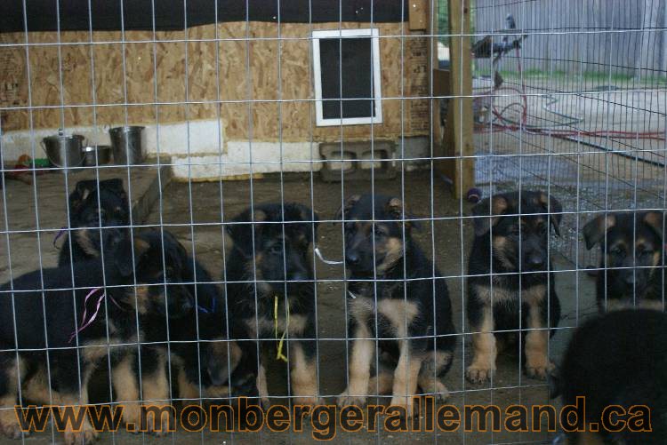 Photos de nos chiots berger allemands 21 juin 2011