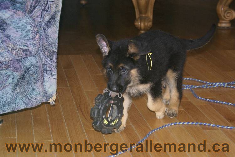 Chiots Berger allemand qui vont nous quitter... !!! Bonne chance mes bébés !!