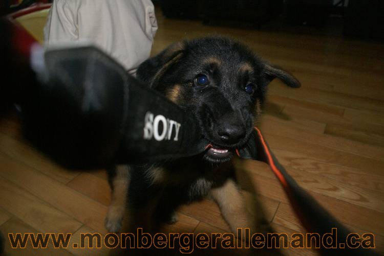 Chiots Berger allemand qui vont nous quitter... !!! Bonne chance mes bébés !!