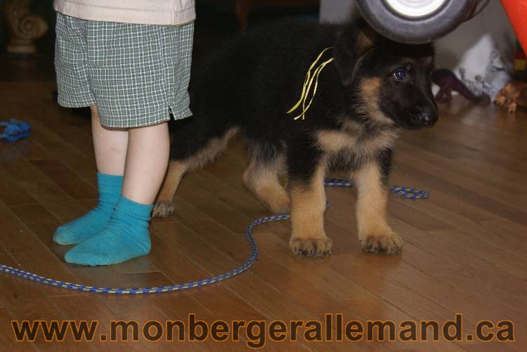 Chiots Berger allemand qui vont nous quitter... !!! Bonne chance mes bébés !!