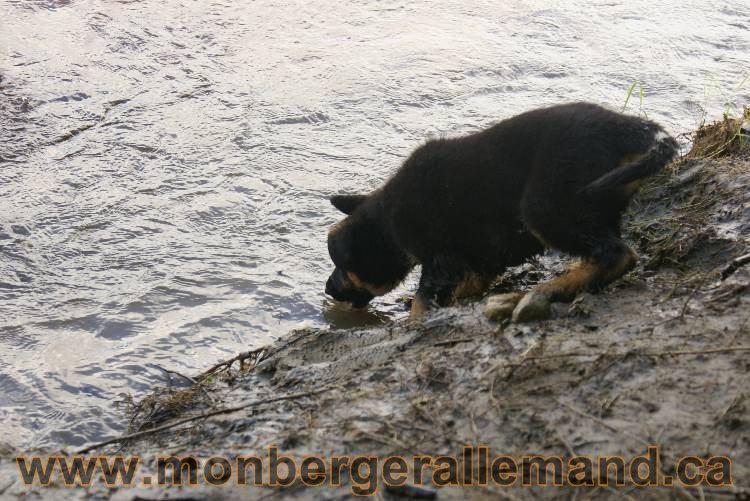 Des chiots berger Allemand très spécial !