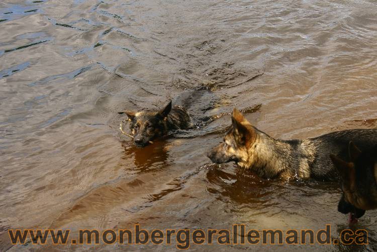 Des chiots berger Allemand très spécial !