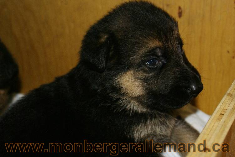 Chiots Berger allemand - De chiots très spécial !