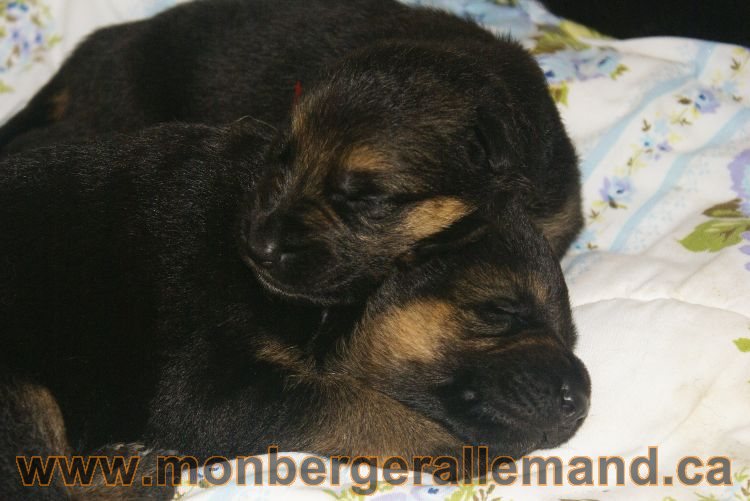 Les chiots et les chiens berger allemand